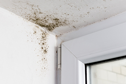 black mould spots