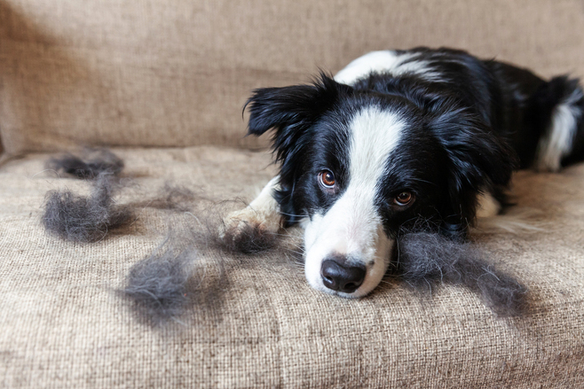 Pets can cause musty and bad smells around the home due to a range of factors. 